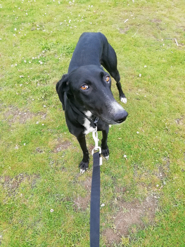 saluki for sale gumtree